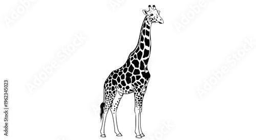 Elegant giraffe vector illustration, tall African wildlife animal with distinctive brown spots and graceful posture