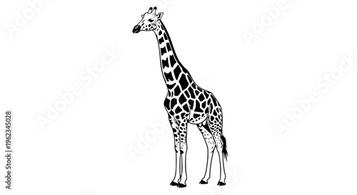 Elegant giraffe vector illustration, tall African wildlife animal with distinctive brown spots and graceful posture