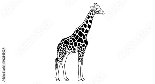 Elegant giraffe vector illustration, tall African wildlife animal with distinctive brown spots and graceful posture