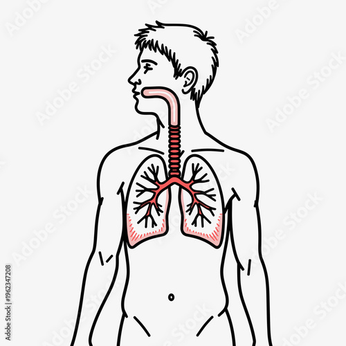 conceptual illustration of human lungs and respiratory system, for health education, medical blogs, and informing about diseases like asthma or lung cancer