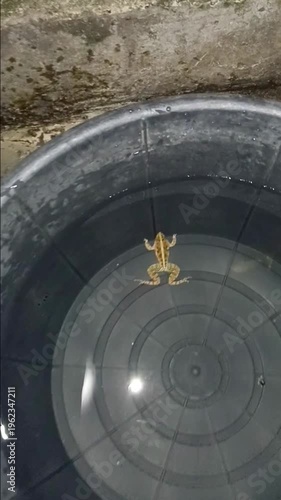 Frog is in Water Bucket