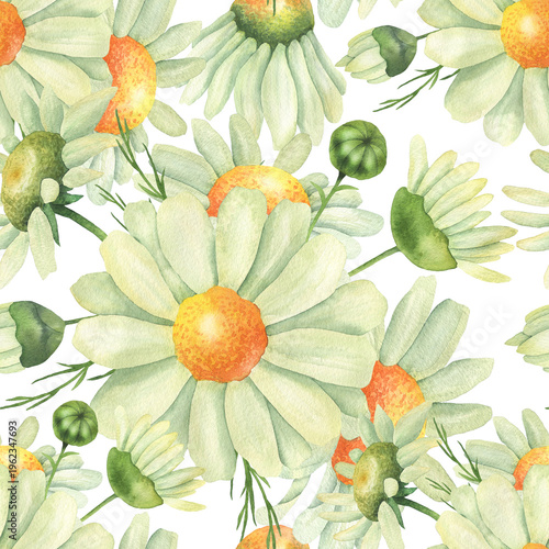 Seamless pattern of daisies white