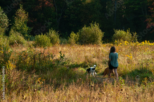 A woman walks two dogs with one leashed on a trail through a meadow and forest at sunset during the summer.