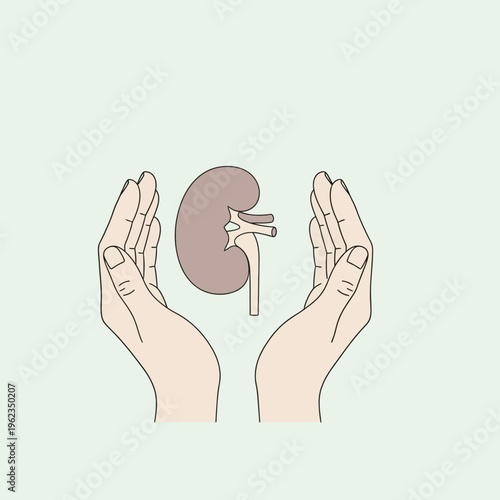 Hands protecting kidney illustration, health care concept