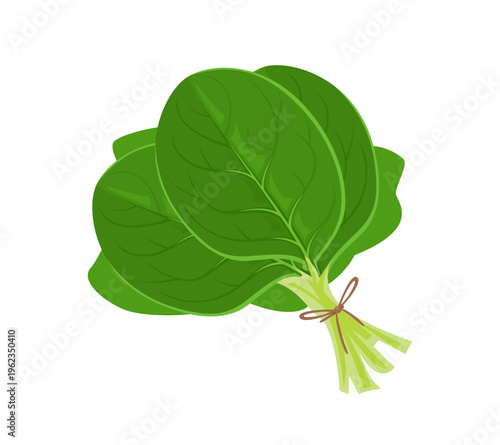 Bunch of fresh green spinach leaves isolated on white background.  Vector cartoon flat illustration. Simple icon