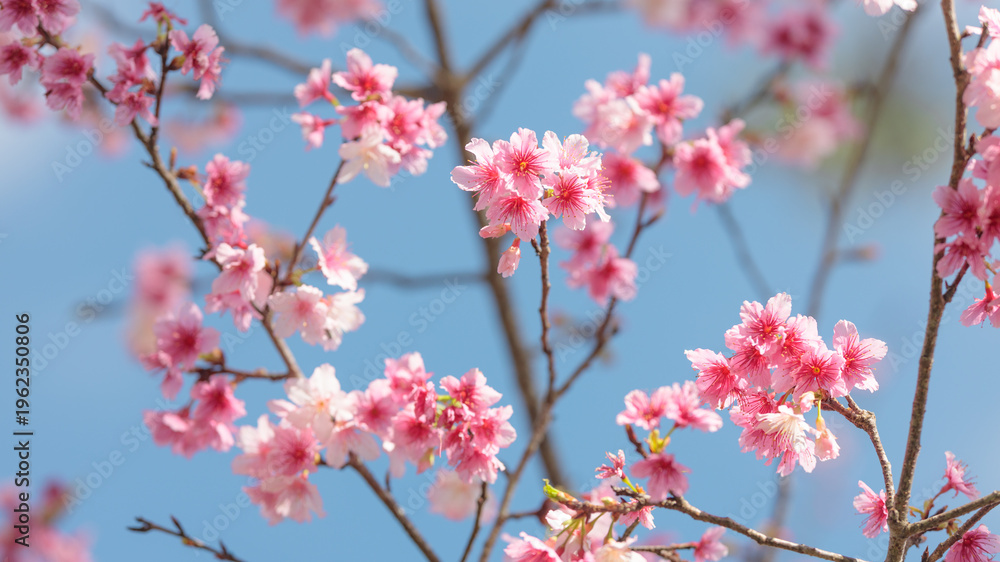 Obraz premium Pink cherry blossoms against clear blue sky, Okinawa winter sakura 青空に映える沖縄の寒緋桜