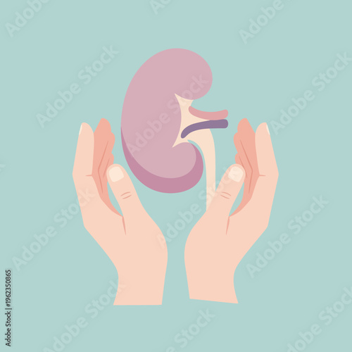 Hands protect kidney, health care concept, organ donation, medical support, human body organ