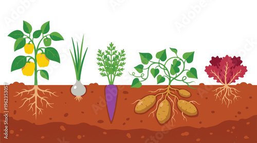 Different vegetables growing in soil, showing roots and edible parts