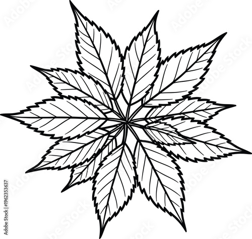 a detailed illustration of a stylized cannabis leaf featuring intricate vein patterns and a symmetrical radial design in black and white