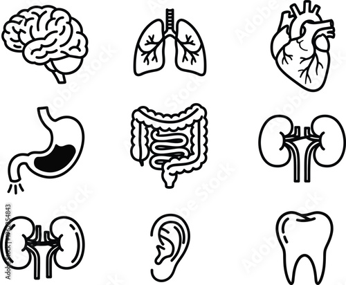 A simplified illustration depicts key human organs including the brain lungs heart stomach intestines kidneys liver ear and a tooth