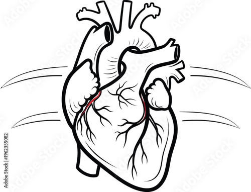 a detailed black and white illustration of a human heart with visible arteries and veins showcasing vital organ anatomy high quality