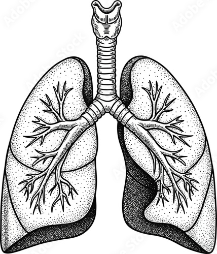 a detailed anatomical illustration showcases the human lungs their branching airways and the trachea presented in a vintage style high quality