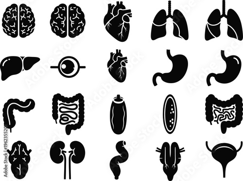 a detailed illustration showcases various human internal organs including the brain lungs heart liver intestines and kidneys in black silhouettes