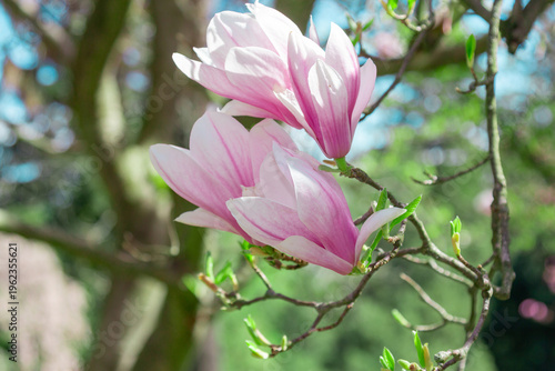 Flowers Magnolia Tulip Tree.  Magnolia pink flowers on flowering magnolia tre...