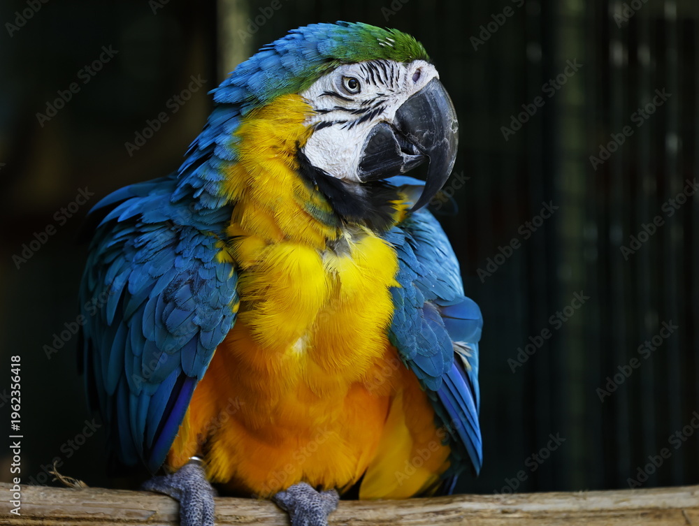 Fototapeta premium arara-canindé (Ara ararauna)