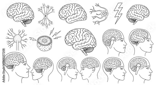 Brain human anatomy set with detailed illustrations of organ and nervous system, including various views and cross-sections in black line art style