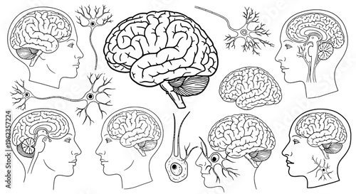 Brain human anatomy with neuron cells and head profiles, detailed medical illustrations featuring profile, neuroscience, neurology with biology and