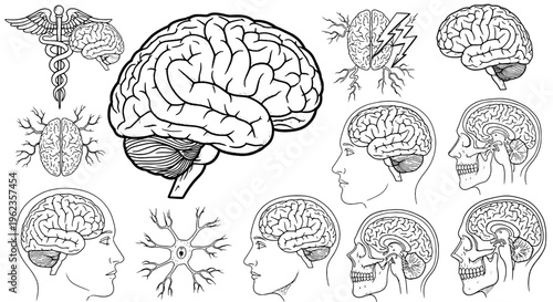 Brain human anatomy set with detailed illustrations of various views and related medical symbols featuring illustration, drawing, diagram with