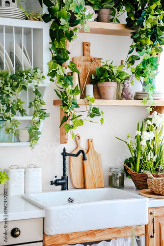 Bright kitchen with plants, wooden shelves, and a large sink showcasing a simple home setup near a window in the morning light