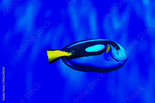 Paracanthurus hepatus fish swims in a blue ocean water environment near coral reef habitat during daytime