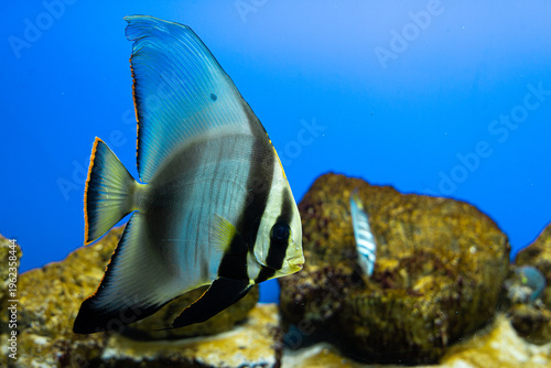 Cuadro en lienzo orbicular batfish (Platax orbicularis)  swim in an aquarium against a blue backg