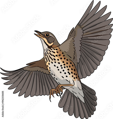 Thrush bird flying illustration detailed wildlife bird with spread wings realistic vector design