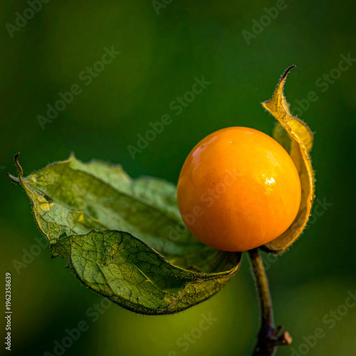 Close-up of a ripe orange physalis fruit nestled within its papery green calyx berry