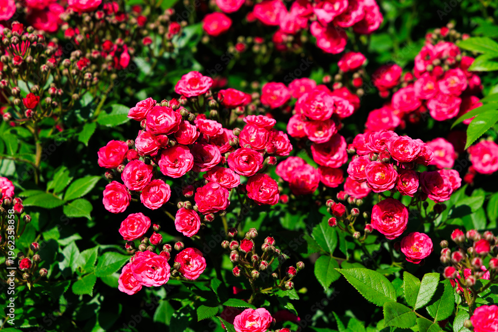 Fototapeta premium Bright rose red flowers bloom in a sunny garden filled with green leaves during springtime