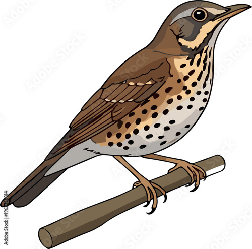 Thrush bird perched on branch illustration detailed wildlife bird realistic vector design