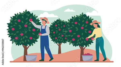 Farmers picking fresh red apples from trees in a sunny orchard
