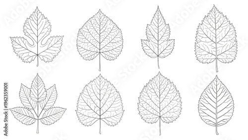 Diverse collection of botanical leaf sketches showcases intricate vein patterns and various foliage shapes in a classic line art style.