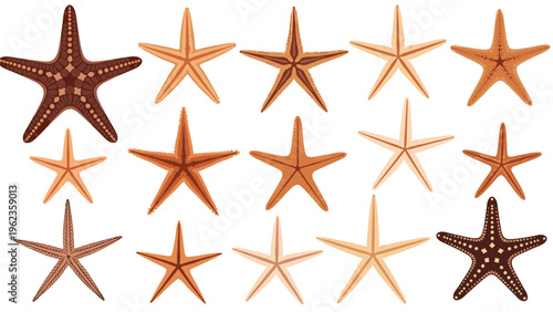 Diverse starfish species illustrations display a variety of brown and tan shades with unique arm textures and shapes for marine decor.