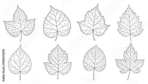 Collection of eight different botanical leaf illustrations shown in a detailed black and white artistic sketch style.