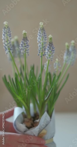 Vertical video of woman's hand is putting a pot of growing muscari or grape hyacinths flowers on table