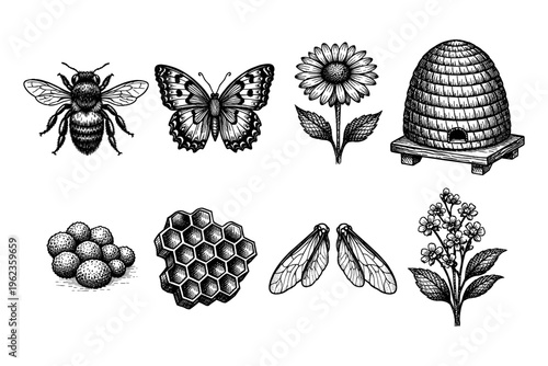 Vintage illustration of bee, butterfly, honeycomb, and beehive elements