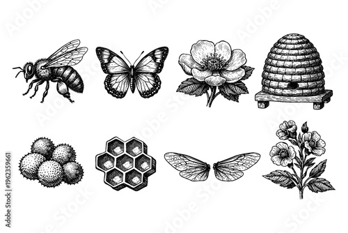 Vintage illustration of bee, butterfly, honeycomb, and flowers
