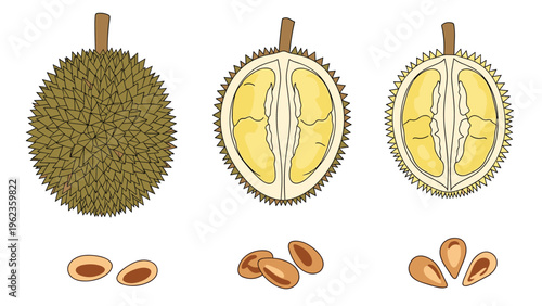 Tropical durian fruit set showcasing the spiky exterior along with cross-sections revealing creamy yellow flesh and seeds.