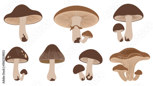 Diverse set of mushroom illustrations featuring different cap shapes and stem textures found in a natural woodland environment.