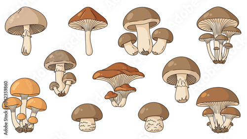 Selection of edible mushroom varieties including brown cap orange cap and clustered species are illustrated with detailed gills and stems.