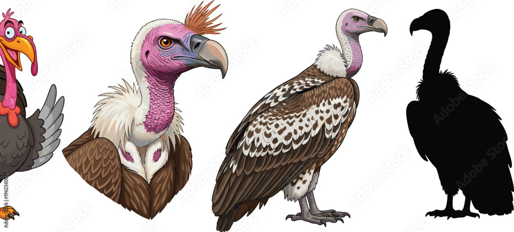 Fototapeta premium Vulture Bird Character Vector Set with Realistic and Cartoon Styles Including Portrait Full Body and Silhouette Wildlife Illustration Collection