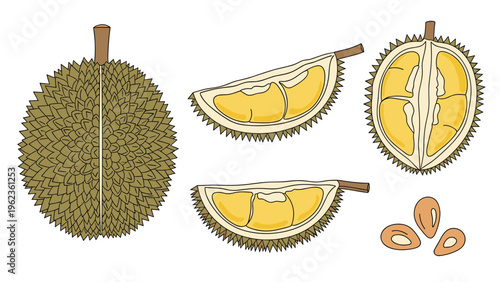Tropical durian fruit illustrations displaying the spiky shell, internal segments with creamy pulp, and individual large seeds.