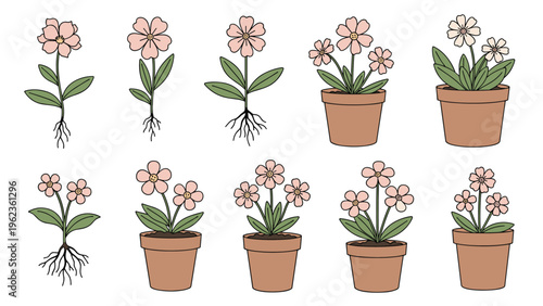 Various pink flowers in terracotta pots showing both whole plants and those with visible root systems for gardening and botany studies.