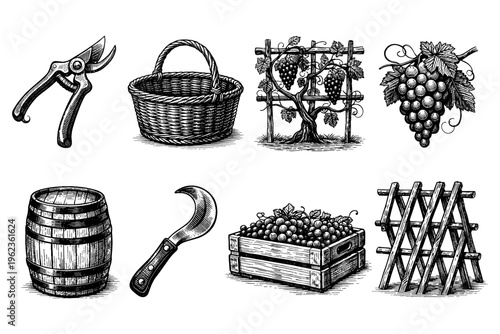 Vintage illustration of vineyard harvest tools and produce, a charming collection