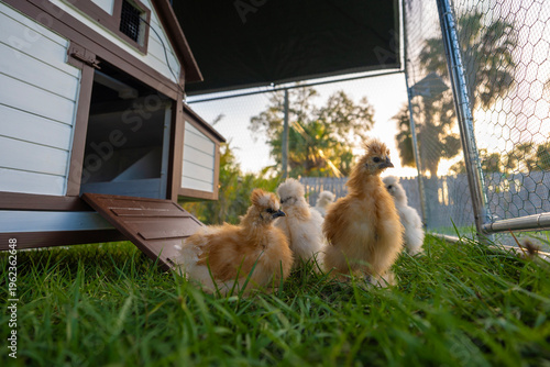 Foto Young chicks in chicken coop with green grass on yard garden