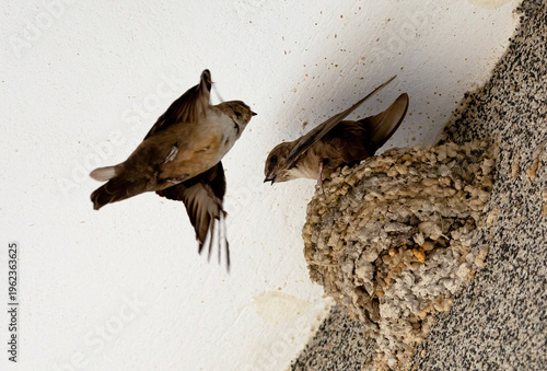 Pair of common house martins at mud nest fixed to building wall corner, one bird in flight approaching, breeding season, natural daylight.