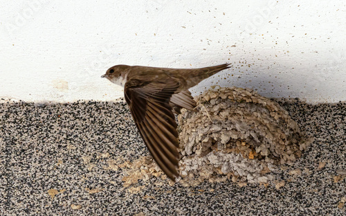 Common House Martin Delichon urbicum