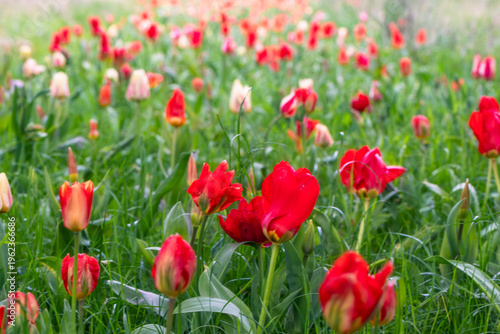 Tableau sur toile Campo fiorito di tulipani rossi in primavera