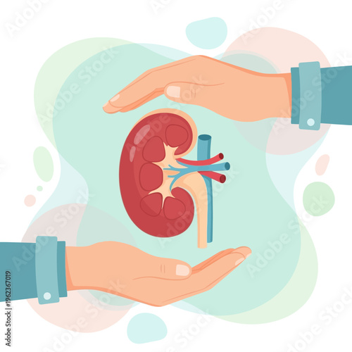 Kidney Health Care Concept: Hands Protecting Human Kidney Organ