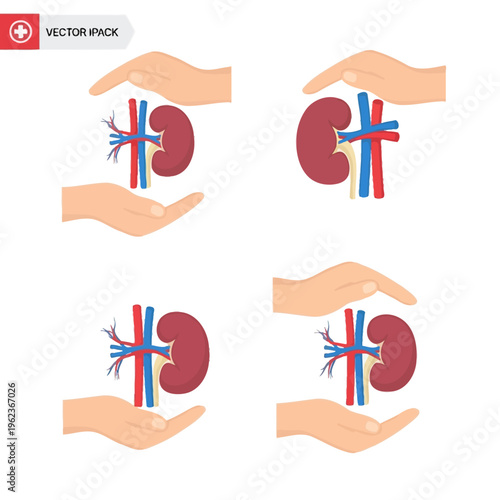 Kidney Health Care Concept: Hands Protecting Human Kidney