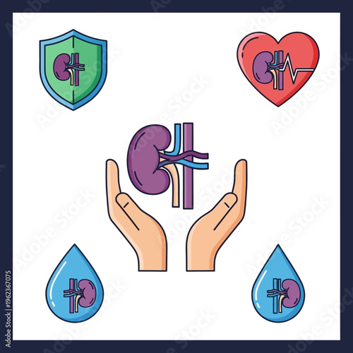 Kidney health care concept: hands protecting kidney, heart, shield, water drops